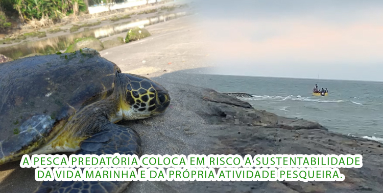 Alerta para as autoridades pesca predatória Barra de Itanhaém